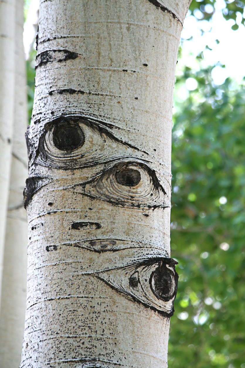 Árbol con miradas que observan